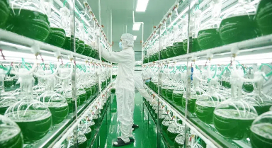 探訪全球最大蝦青素生產基地